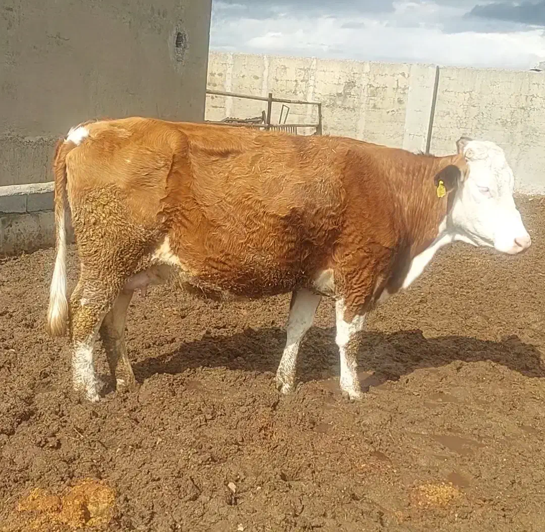 گاو|حیوانات مزرعه|ماهیدشت, |دیوار