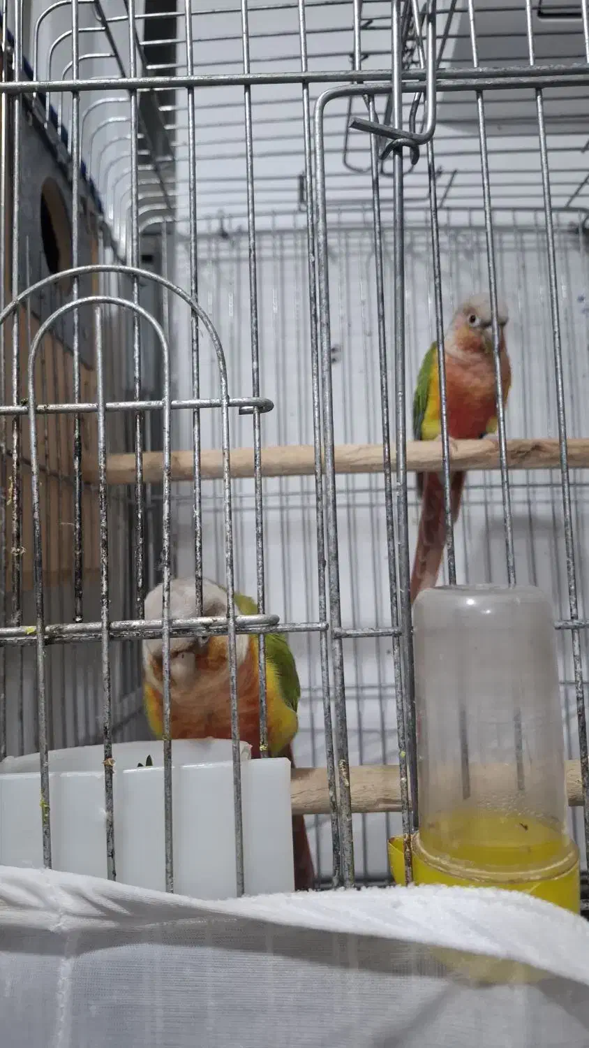 فروش گرینچیک دبل رد|پرنده|نور, |دیوار