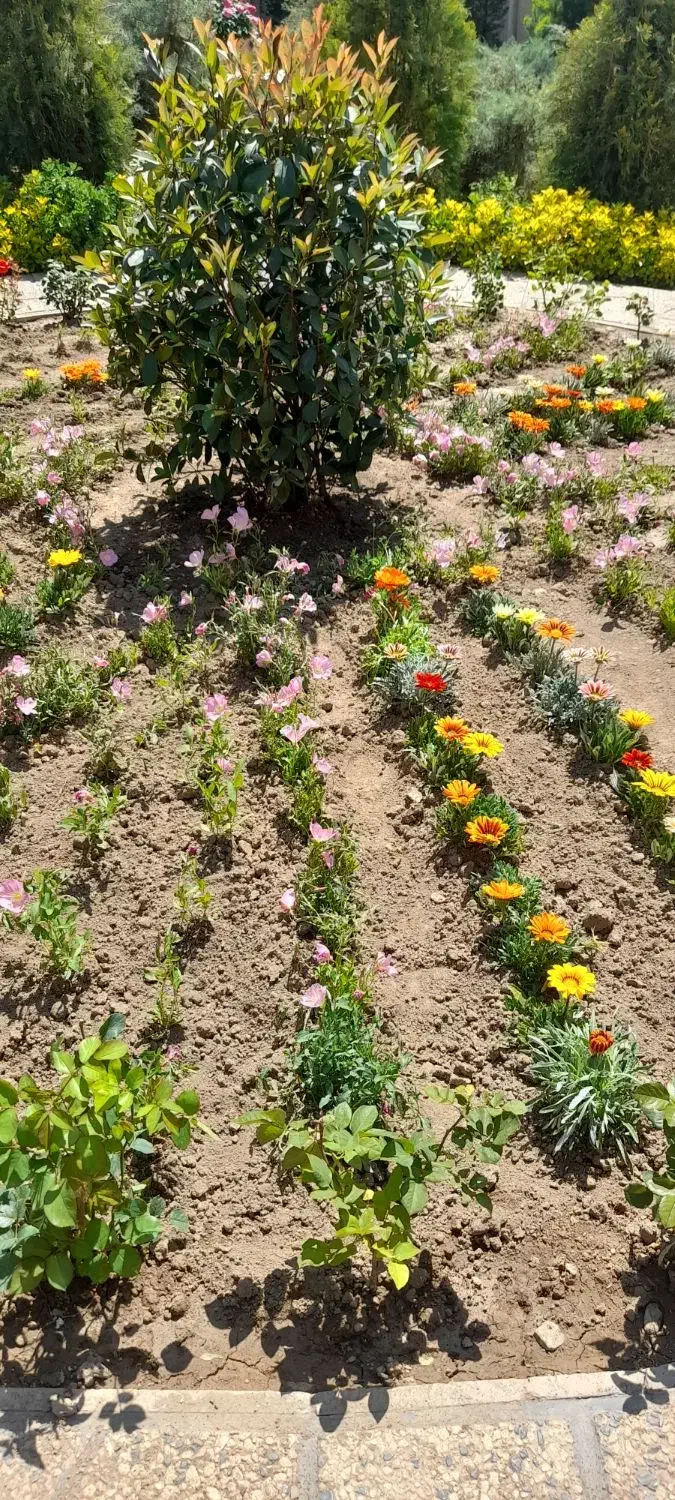 امور باغبانی|خدمات باغبانی و درختکاری|چهارباغ, |دیوار