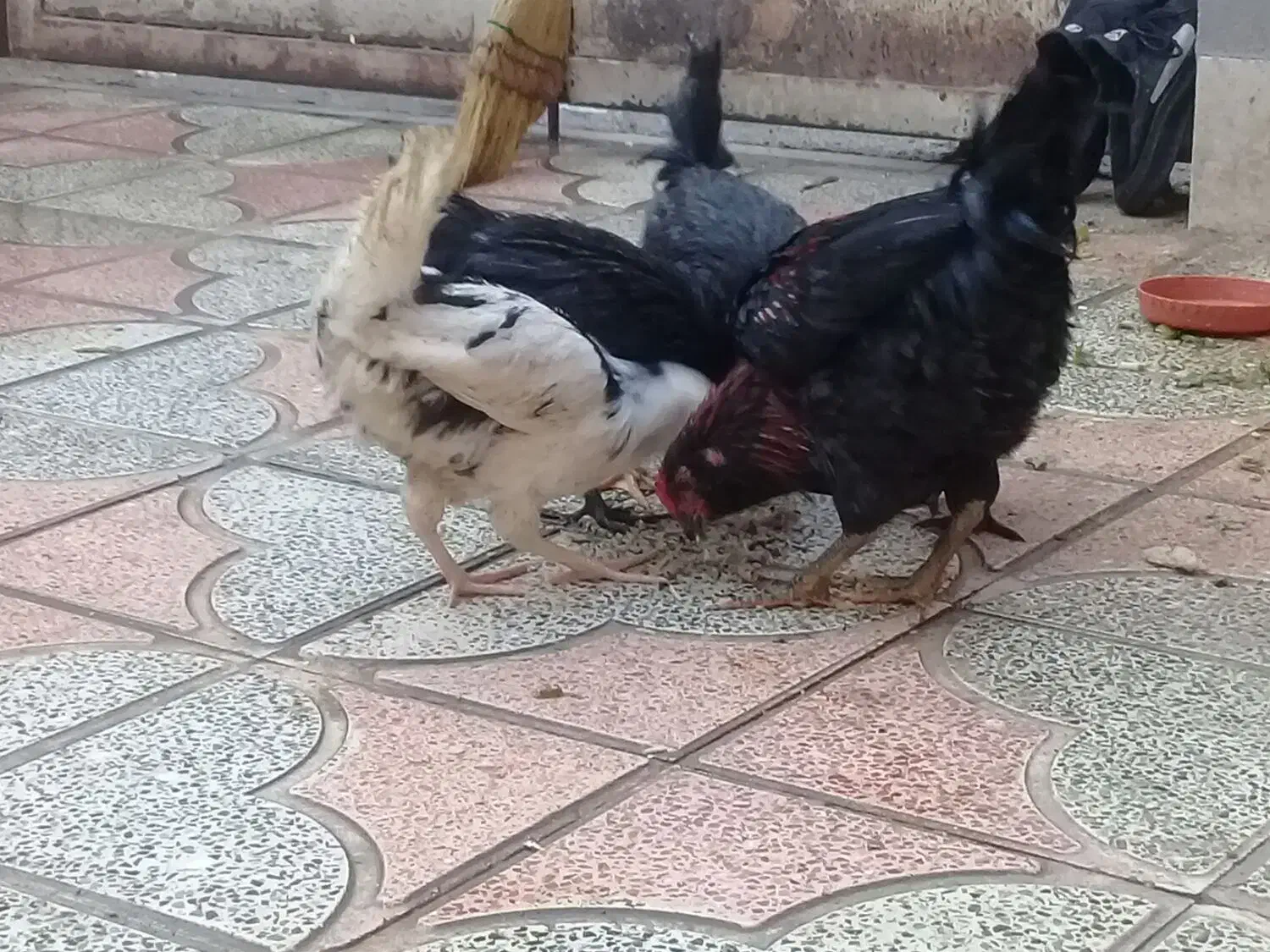 جوجه گلین|حیوانات مزرعه|شیراز, کوشک میدان|دیوار