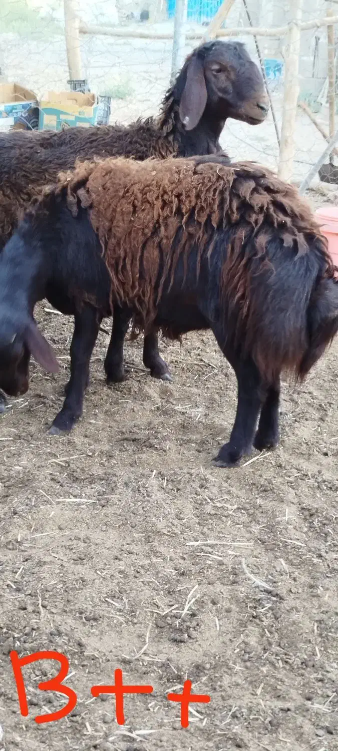 فروش بره نر همو زیگوت درجه یک|حیوانات مزرعه|بسطام, |دیوار