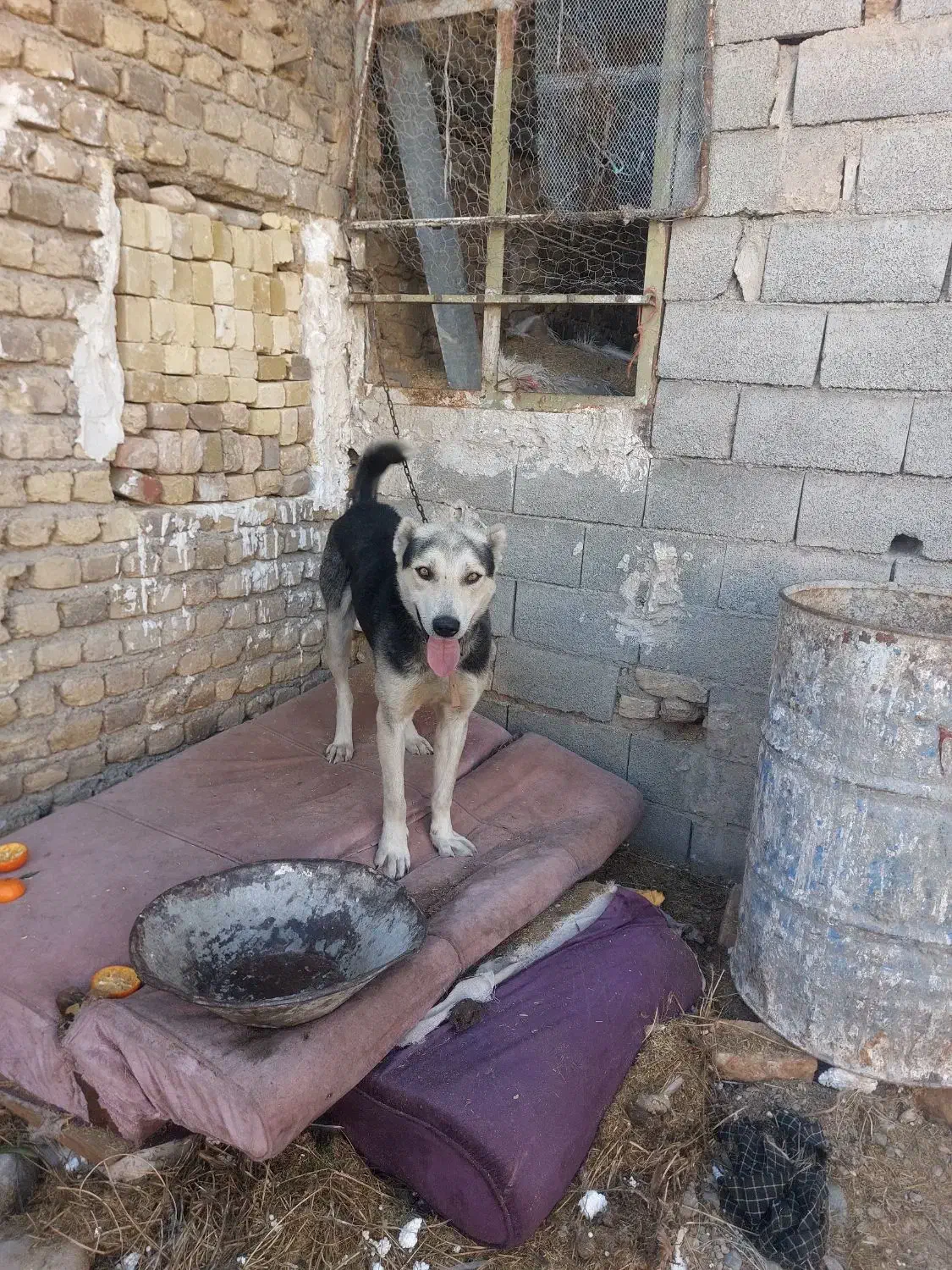 سگ گله|سگ|قزوین, |دیوار