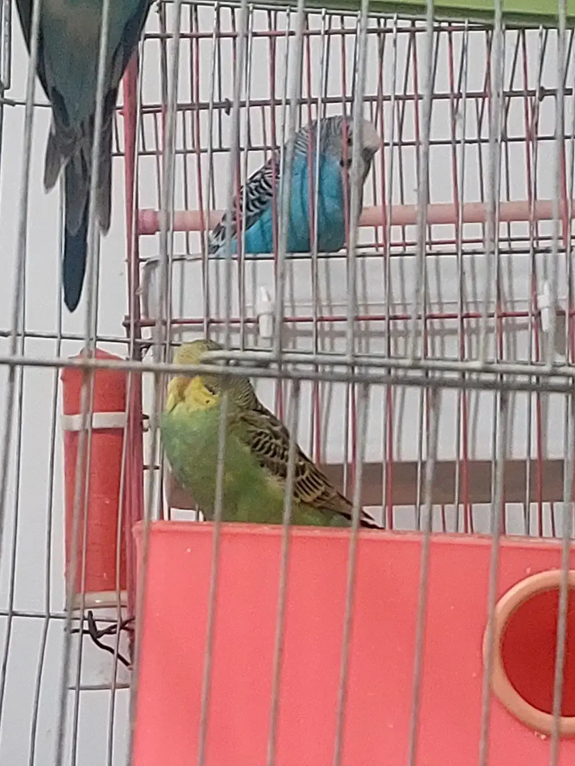 فروش مرغ عشق|پرنده|فیروزآباد (فارس), |دیوار