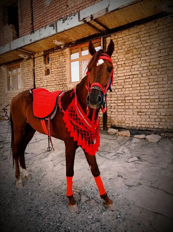 اسب|اسب و تجهیزات اسبسواری|صالح آباد, |دیوار