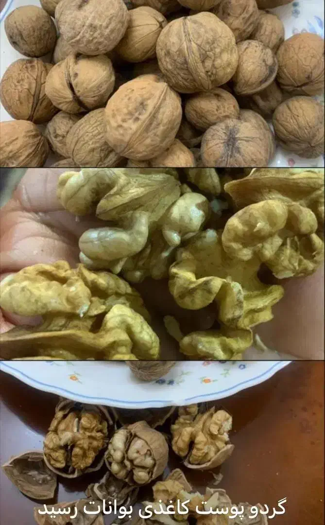 گردوی بوانات پوست کاغذی|خوردنی و آشامیدنی|شیراز, معالیآباد|دیوار