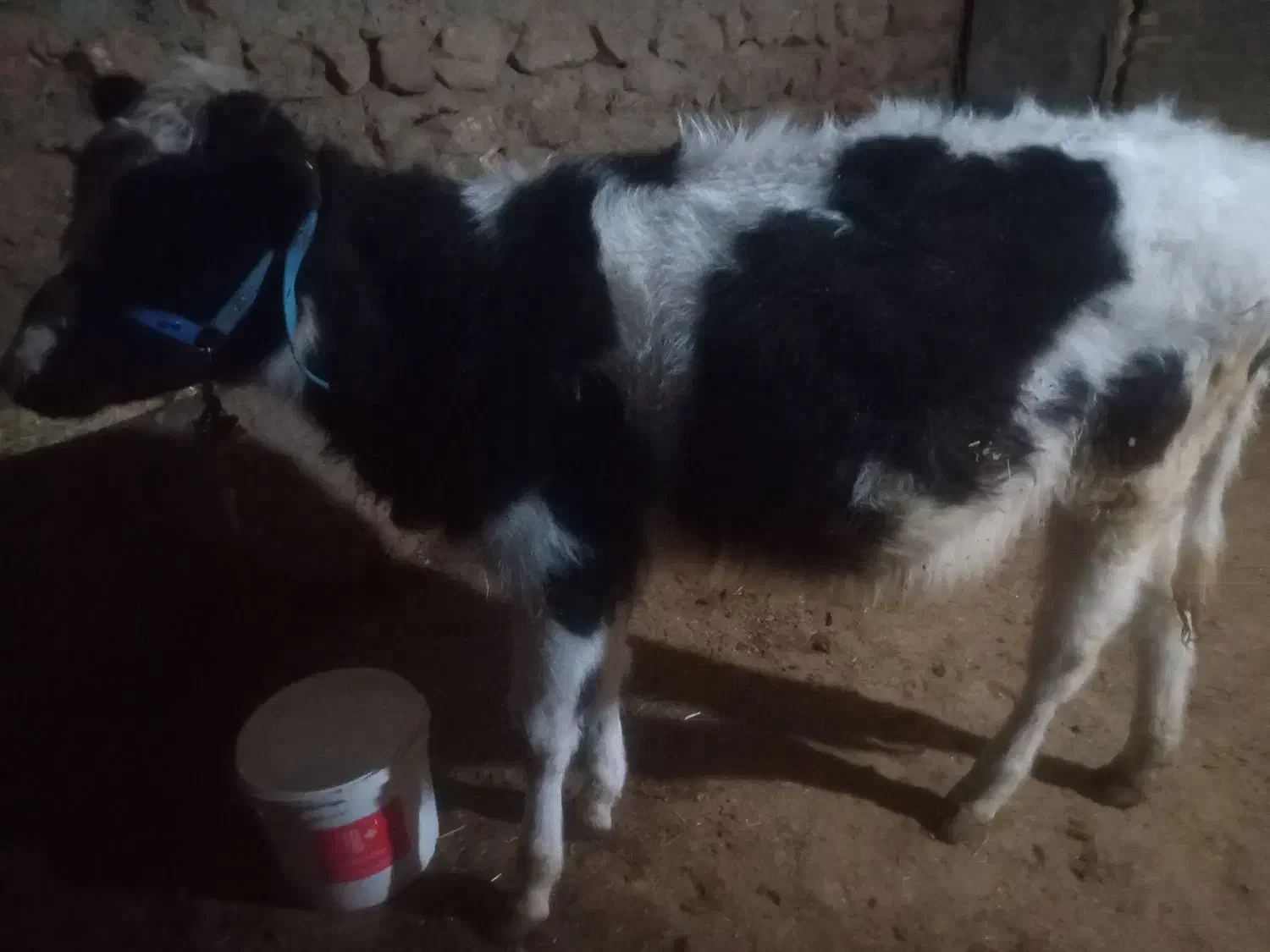 گوساله|حیوانات مزرعه|خرم‌آباد, |دیوار