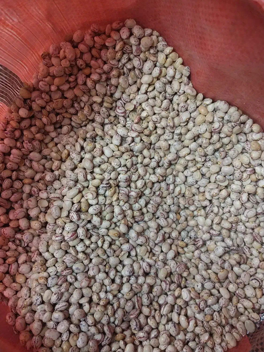 لوبیا چیتی|خوردنی و آشامیدنی|تهران, دانشگاه شریف|دیوار