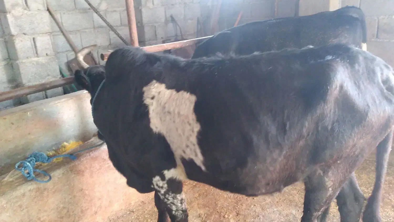 گاو|حیوانات مزرعه|رودبنه, |دیوار