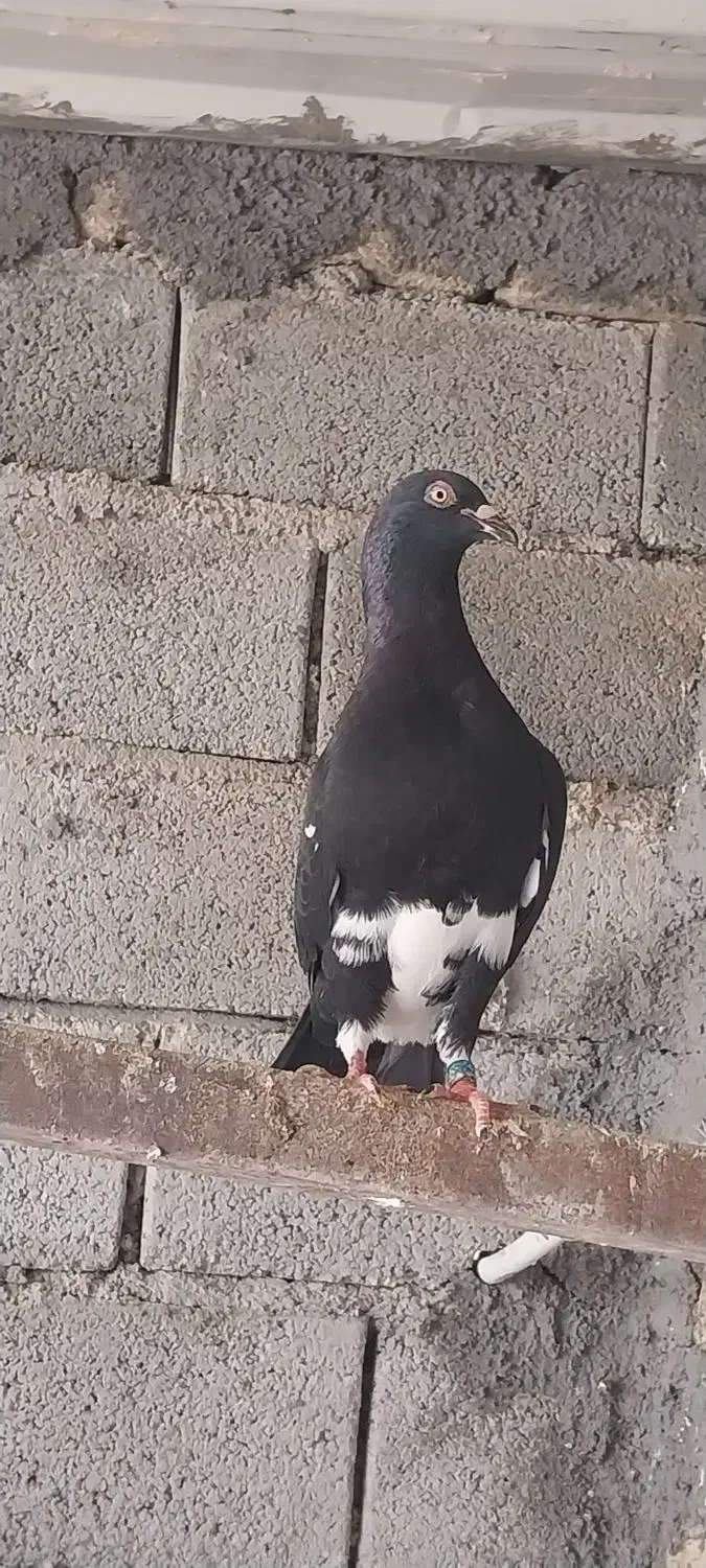 کبوتر|پرنده|وراوی, |دیوار