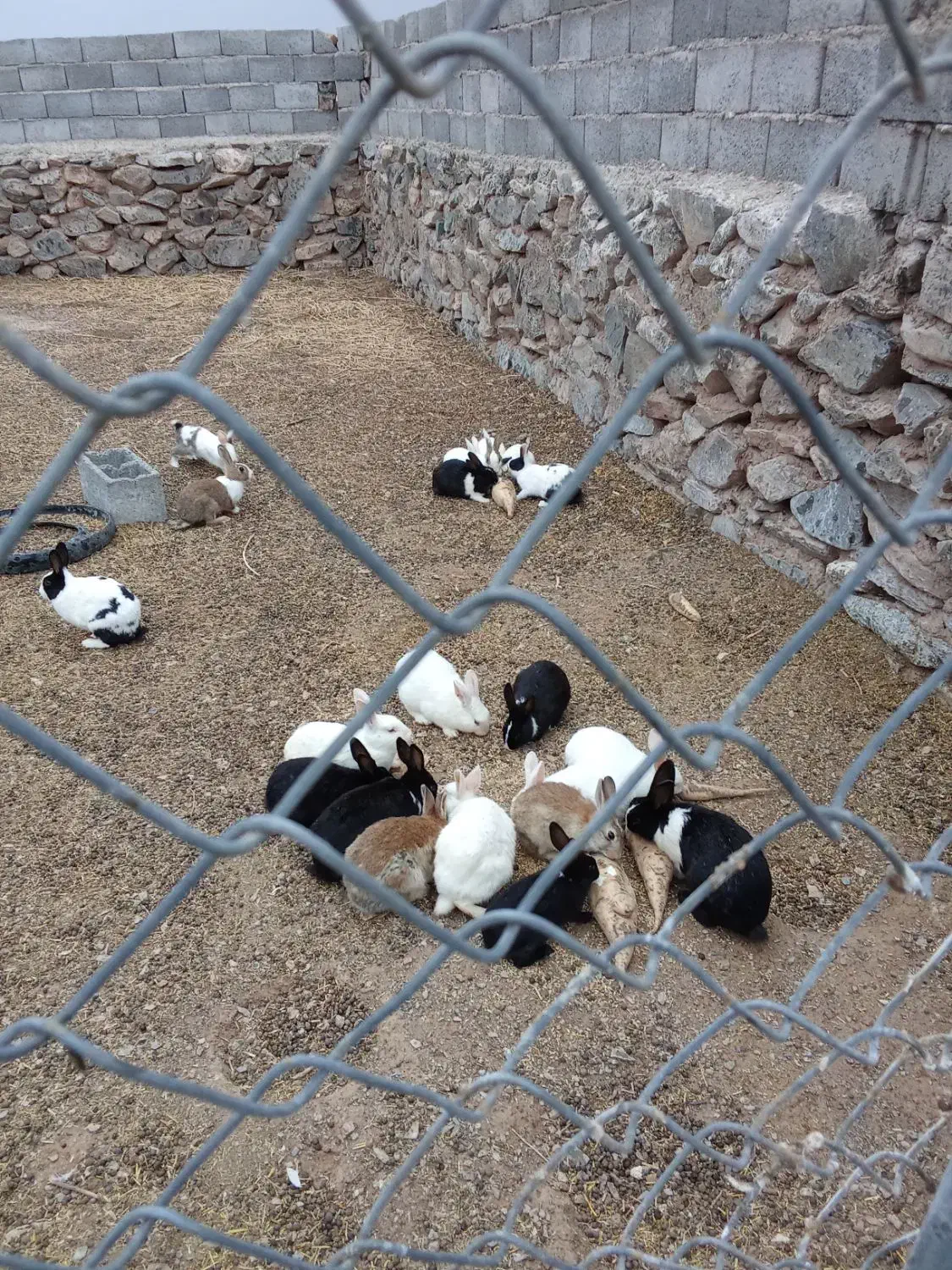 خرگوش|موش و خرگوش|مود, |دیوار