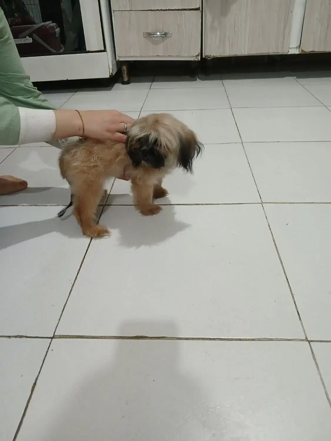 شیتزوعروسکی ماده سایز تیکاپ و پامر جهت جفتگیری|سگ|مشهد, آزادشهر|دیوار