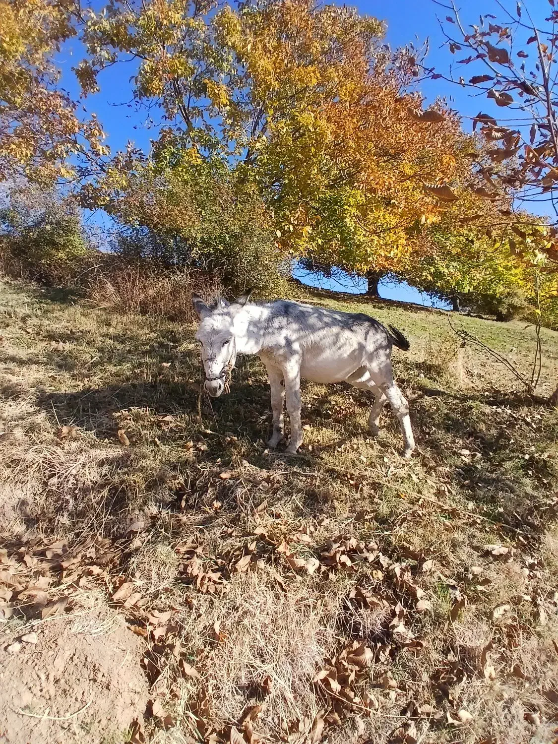 ۲خرجوان‌هردوعددسواری‌۲‌و۳ساله|حیوانات مزرعه|بروجرد, |دیوار