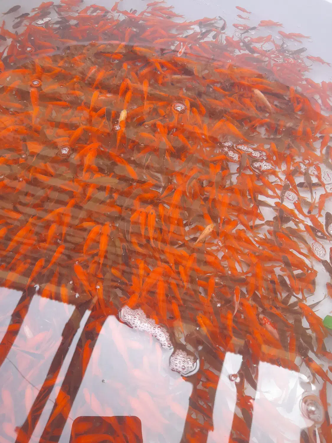 ماهی گلی|ماهی|نی‌ریز, |دیوار