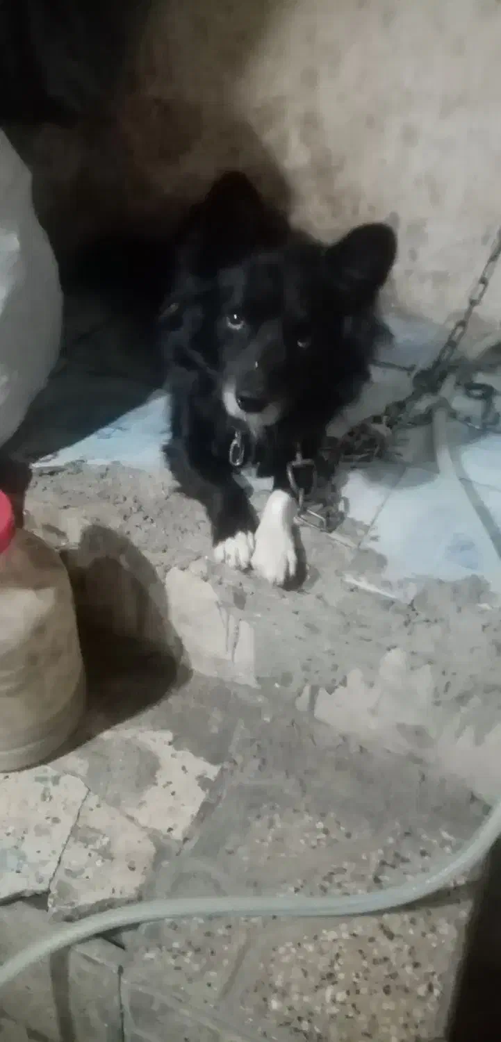 سگ پاکوتاه نژاددار.واکسن خورده|سگ|مشهد, امیر المومنین|دیوار