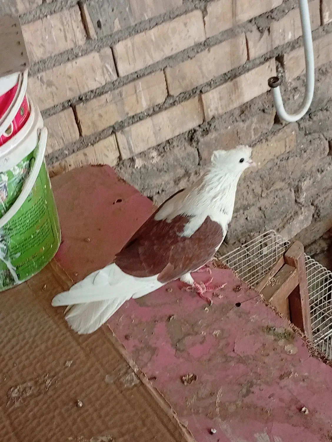 کبوتر  نرپشت تهرونی|پرنده|مشهد, ایثار|دیوار