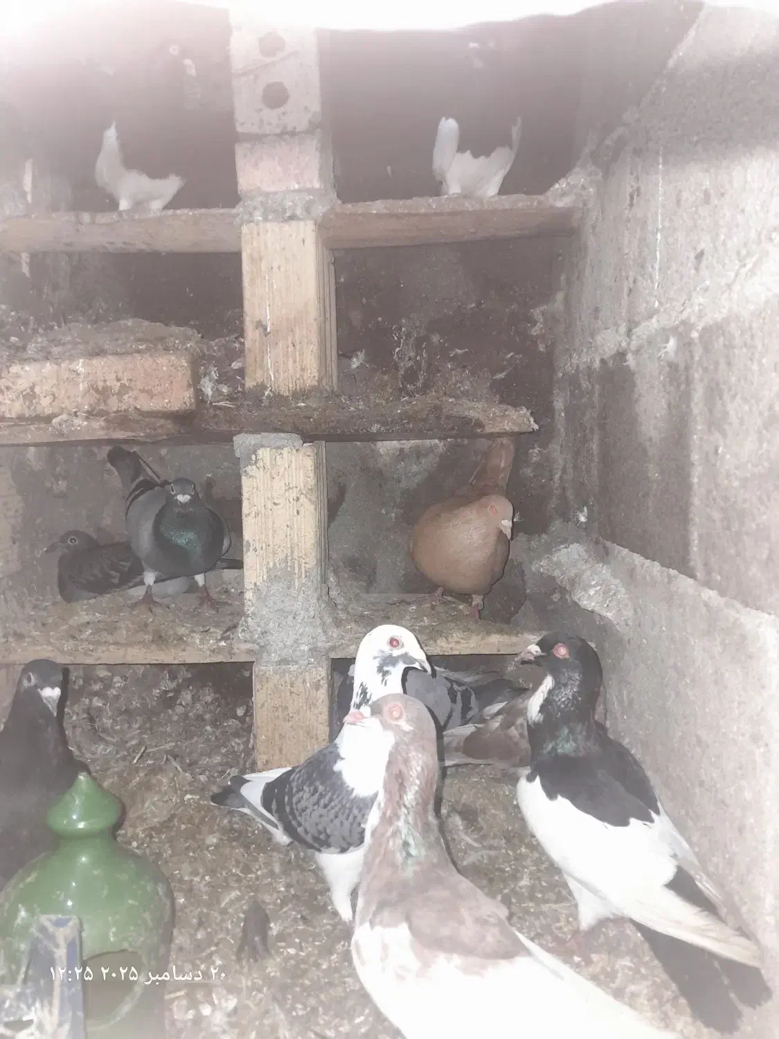 کبوتر همه رقم|پرنده|ترکمانچای, |دیوار