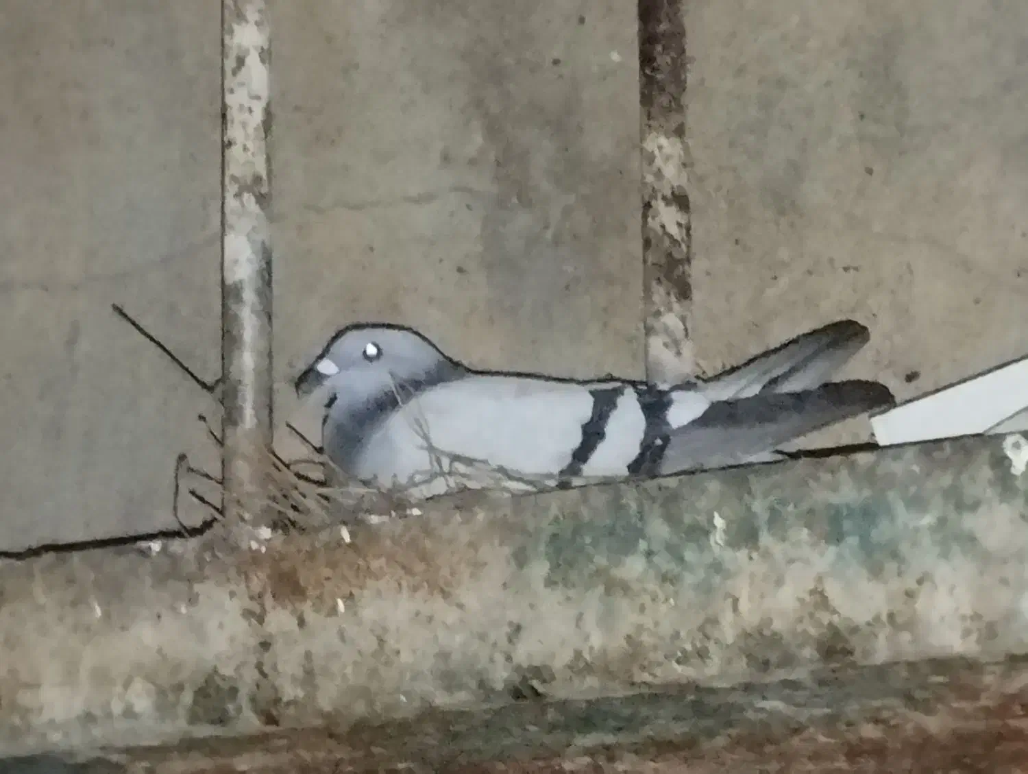 واگزاری پرنده  مسافتی وارداتی|پرنده|کرخه, |دیوار