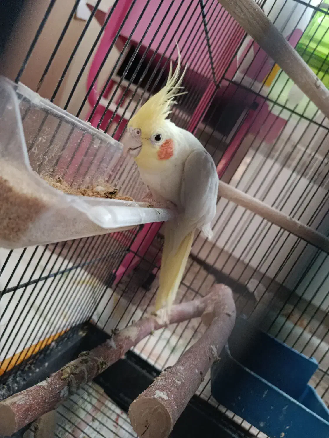 عروس هلندی 1 ساله  لوتینو تخم گذار ماده|پرنده|شاهین‌شهر, فردوسی|دیوار