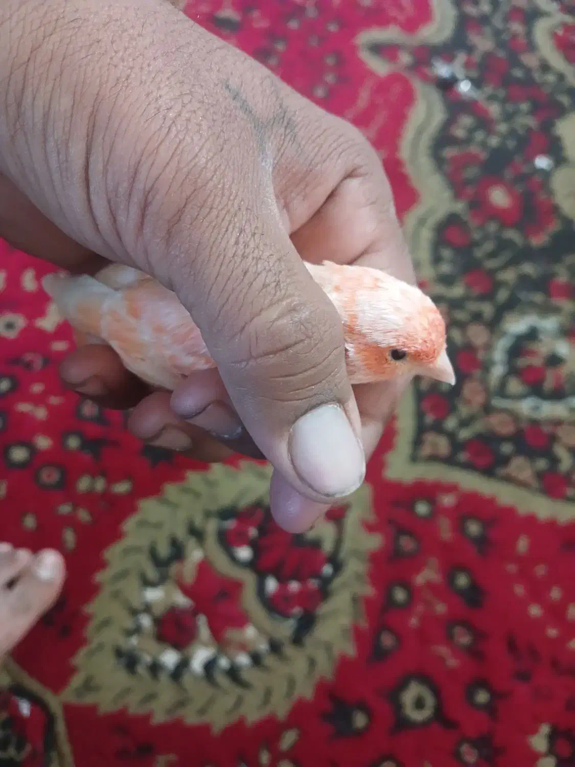 قناری ماده مولد مست آماده جفت سرحال و خوشرنگ|پرنده|بیرجند, |دیوار