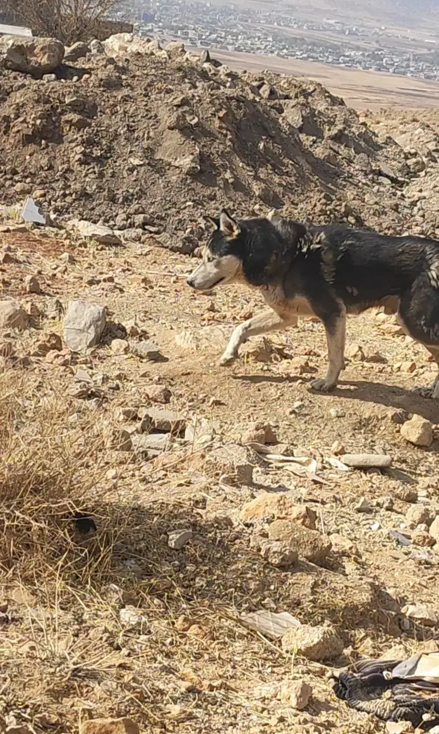 سگ هاسکی|سگ|یاسوج, |دیوار