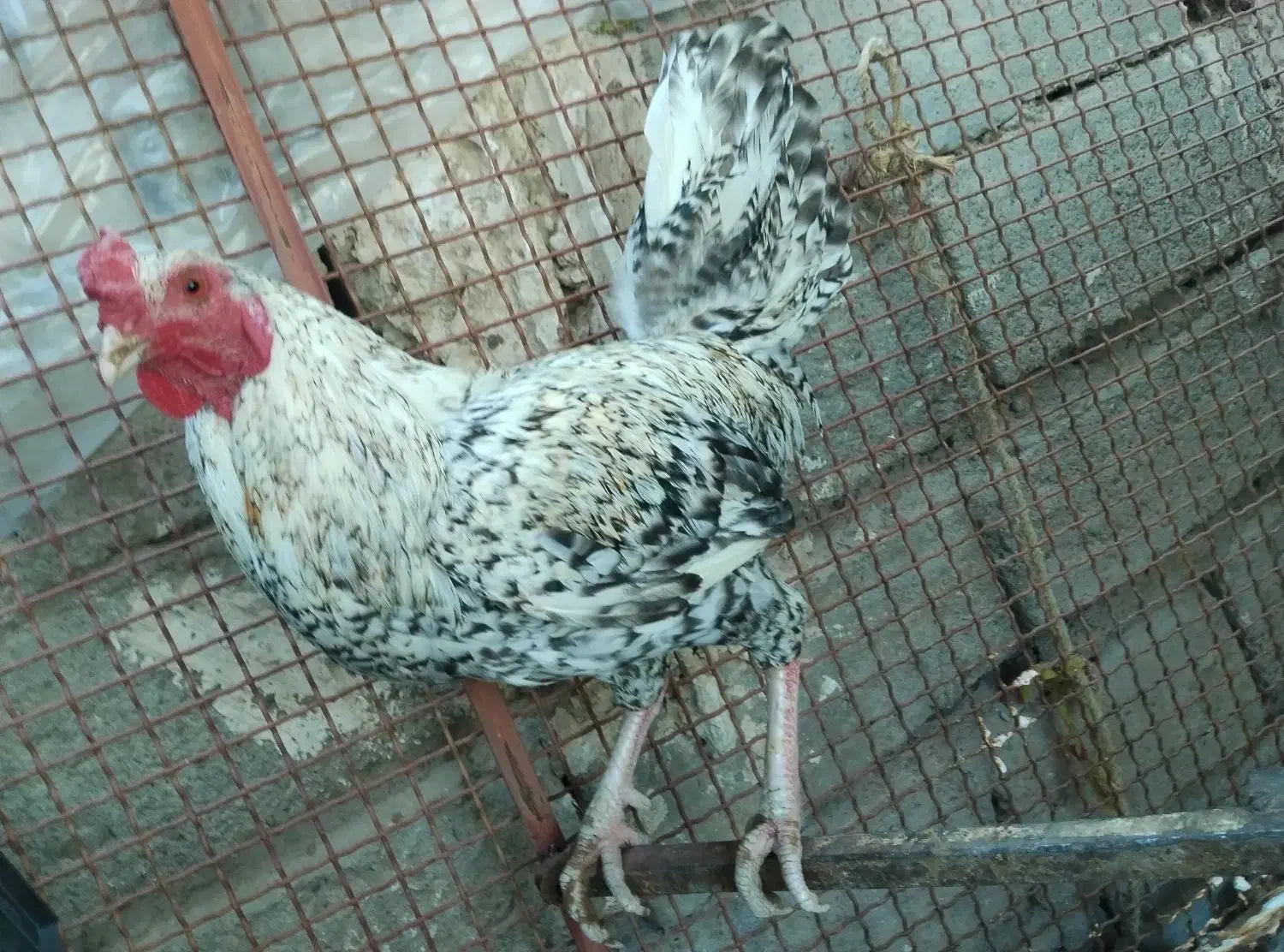 خروس محلی اصل معاوضه با ps2|حیوانات مزرعه|خاش, |دیوار