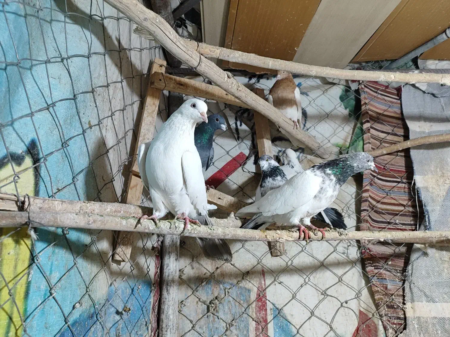 ۶ عدد کبوتر گشتی|پرنده|سنندج, |دیوار