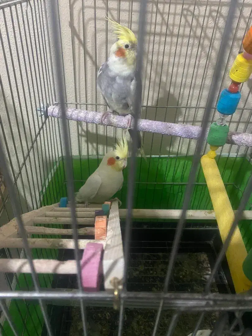 عروس هلندی|پرنده|هشتگرد, شهرک بوستان|دیوار