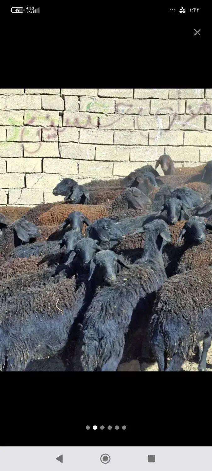 گوسفند افشاری و قزل|حیوانات مزرعه|بروجرد, |دیوار