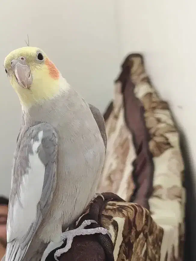 عروس هلندی سخنگو|پرنده|اصفهان, جلالیه|دیوار