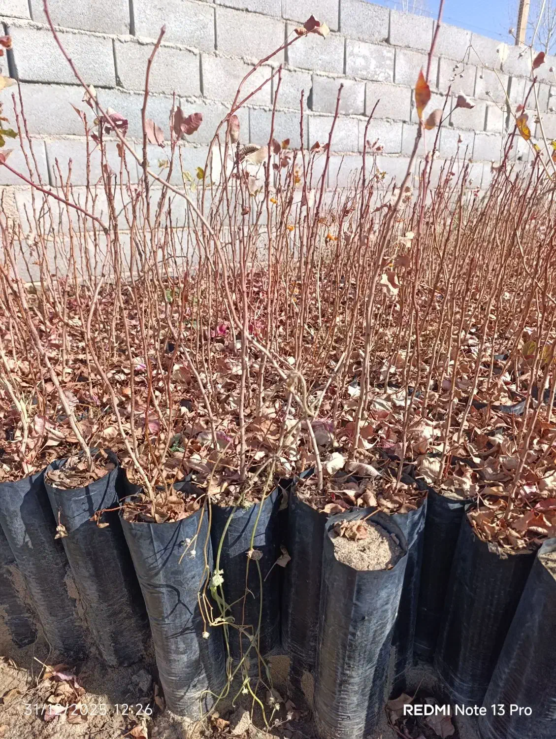 فروش نهال|خدمات باغبانی و درختکاری|مهریز, |دیوار