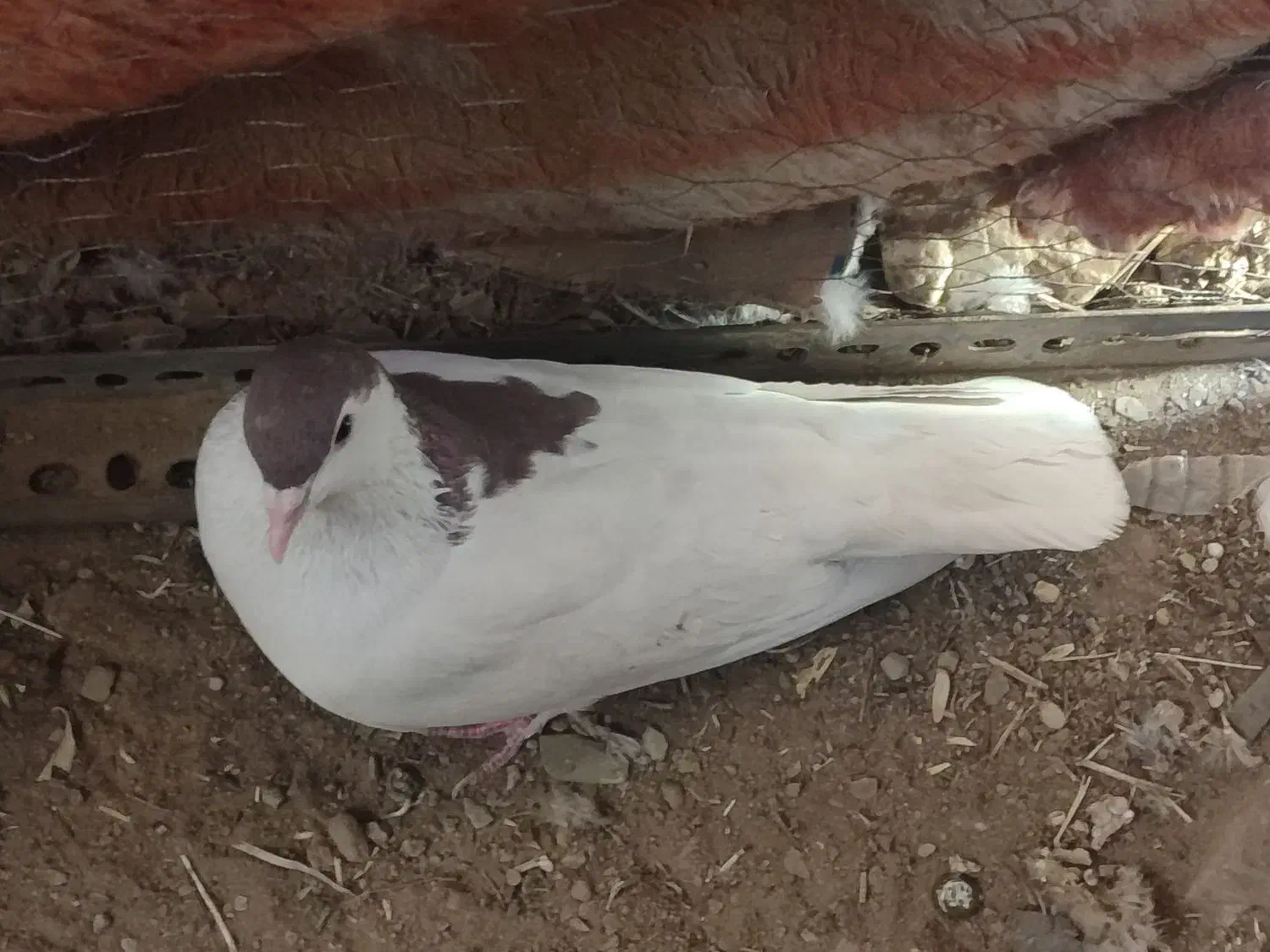 معاوضه با ماده|پرنده|ماهنشان, |دیوار