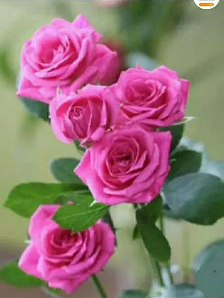 نیازمند ضامن هستم بازنشسته باشه|فعالیت داوطلبانه|زنجان, |دیوار