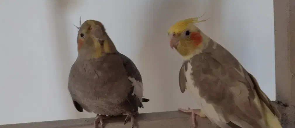 فروش دوعدد عروس هلندی بامزه و مهربون|پرنده|هادی شهر, |دیوار