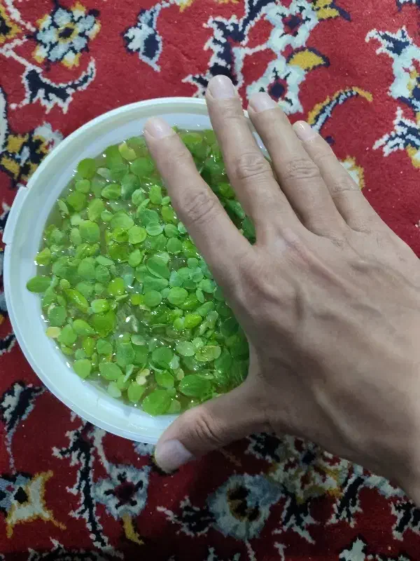 کاهوی ابی|ماهی|شیراز, محراب|دیوار