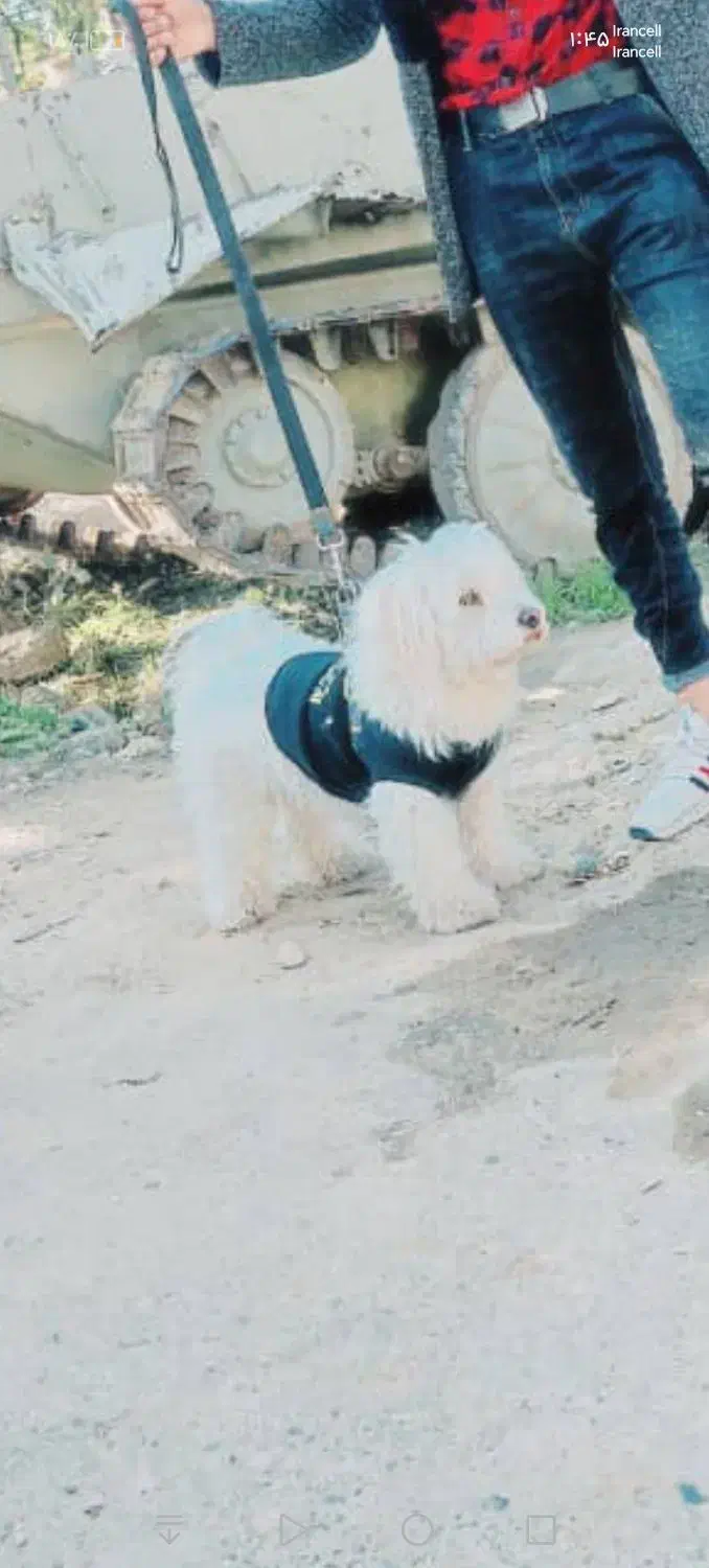 تعدادی سگ نژاد خوب و ارزونتر از همه جا فقط 1تومن|سگ|مشهد, همت آباد|دیوار