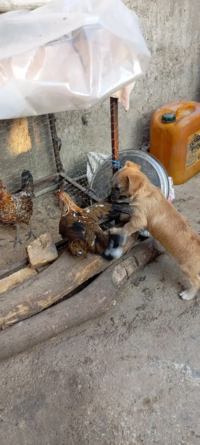 سگ پاکوتا|سگ|خان ببین, |دیوار