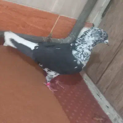 کبوترجفت|حیوانات|مرند, |دیوار