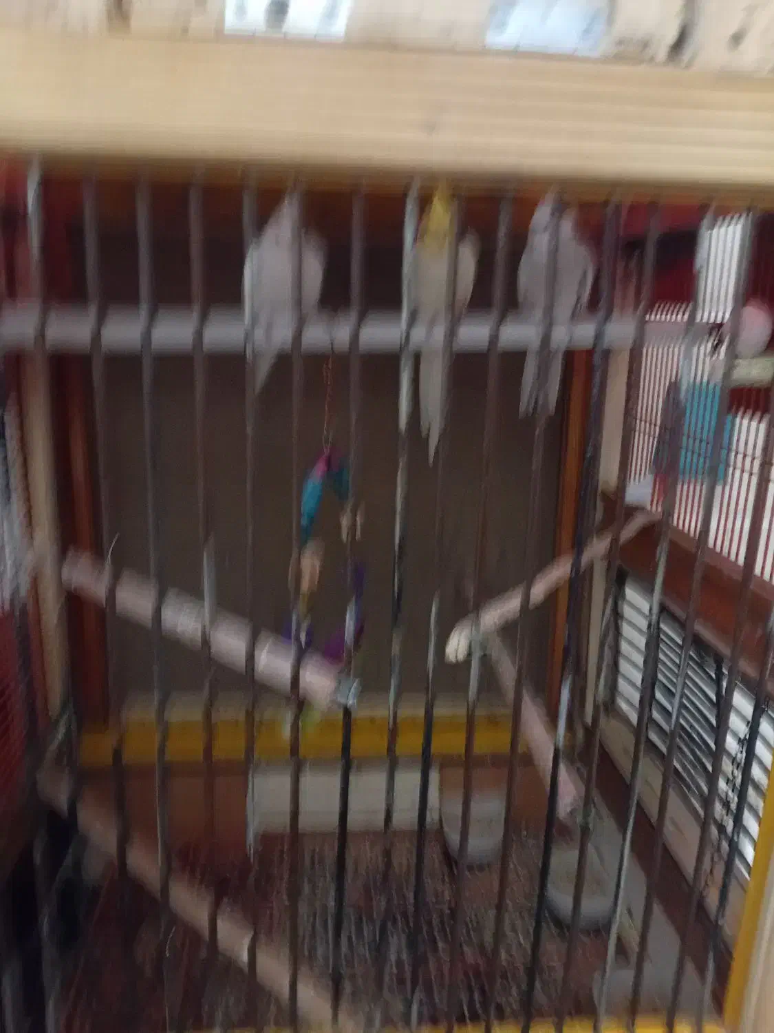 فروش قفس چوبی دستکش ساز شیک با عروس وکوتوله|پرنده|یزد, |دیوار