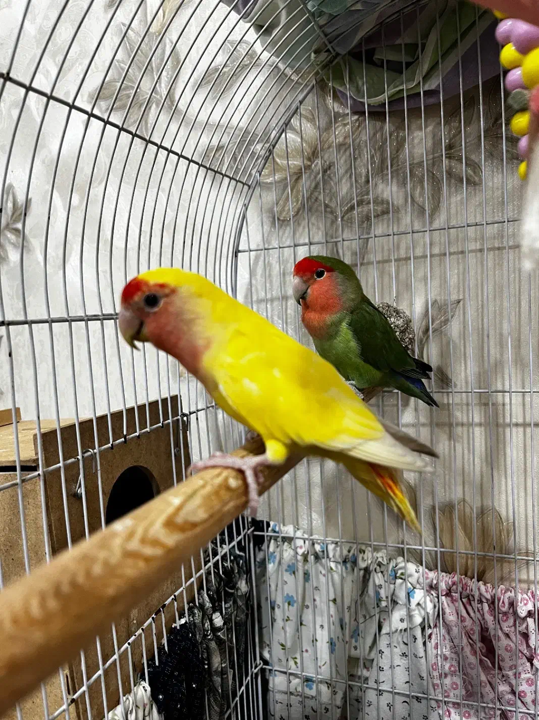 طوطی برزیلی|پرنده|اهواز, فرهنگ شهر|دیوار