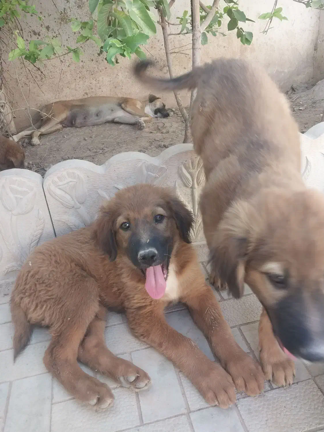 واگذاری رایگان سگ نگهبان برای باغ فقط در جنت شهر|سگ|داراب, |دیوار