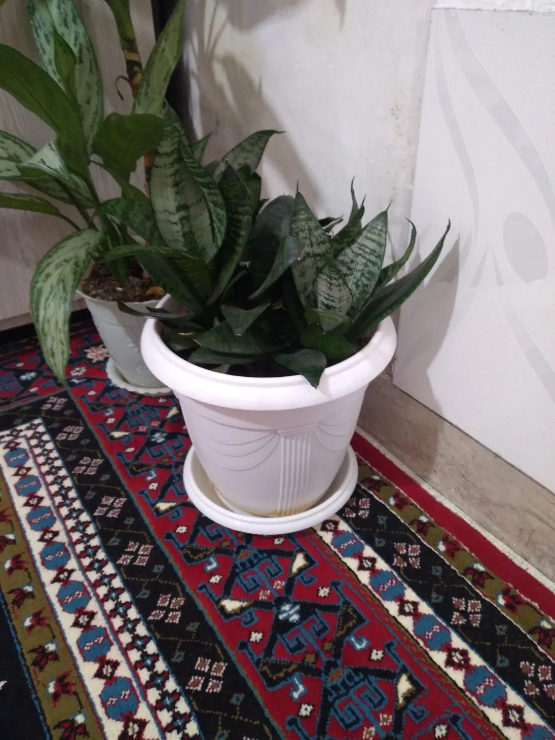 گل طبیعی|گل و گیاه طبیعی|بانه, |دیوار