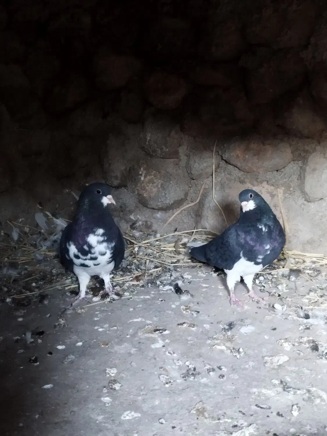 جفت خشرنگ یقه کیپ تمیز|پرنده|جوزار, |دیوار