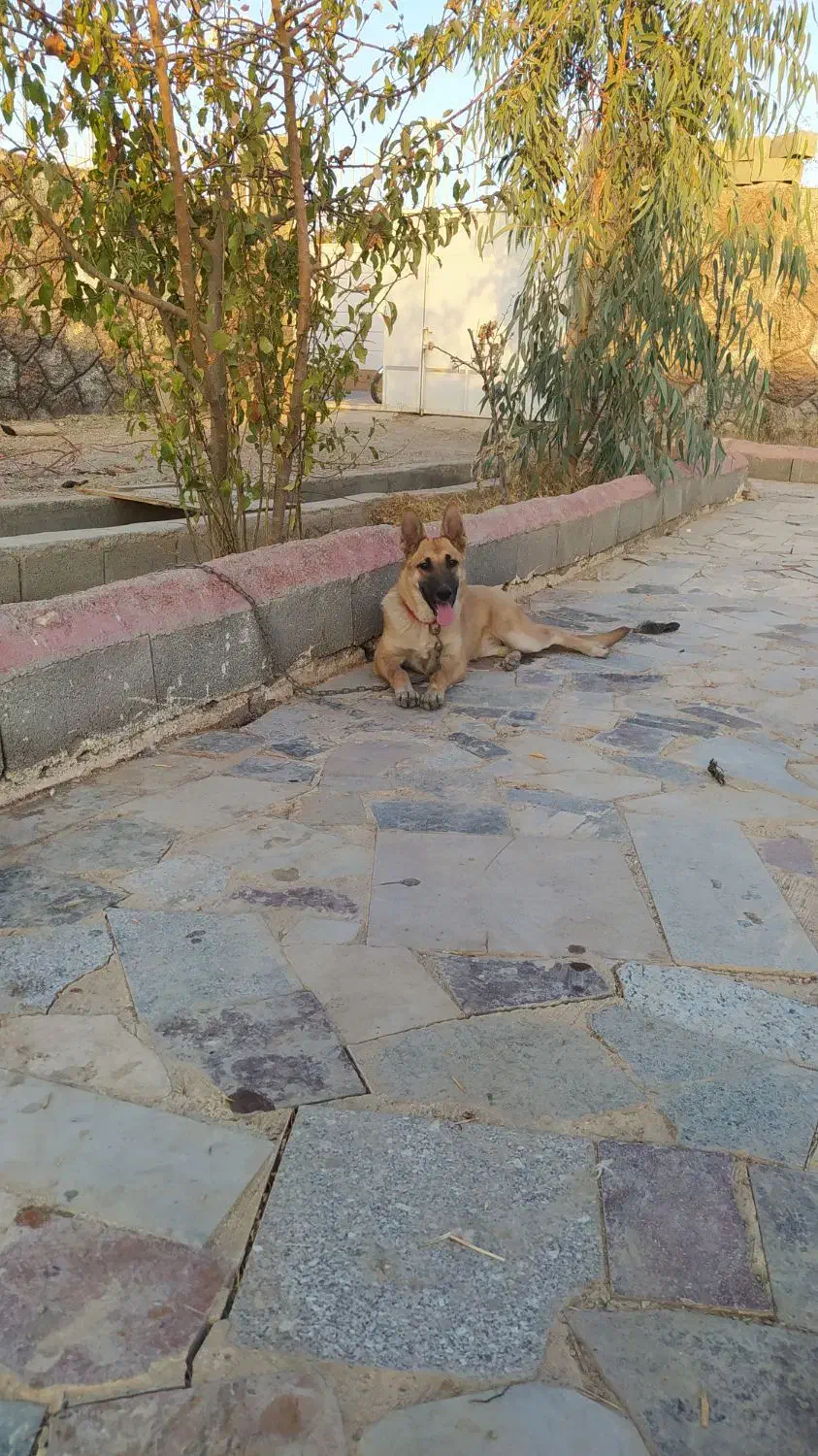 سگ ژرمن|سگ|اصفهان, براآن شمالی|دیوار