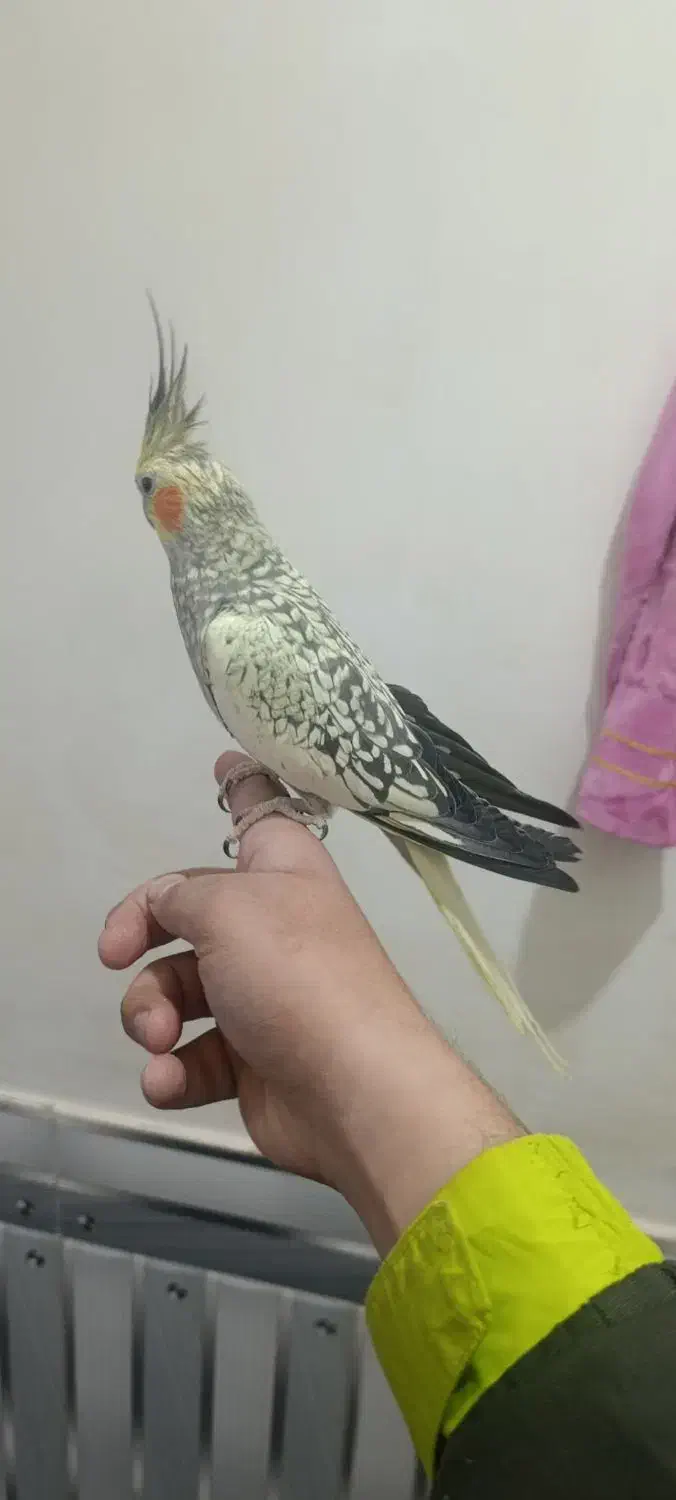 پرنده جفت عروس هلندی مرغ عشق قناری فنچ|پرنده|تربت جام, اسماعیل آباد|دیوار