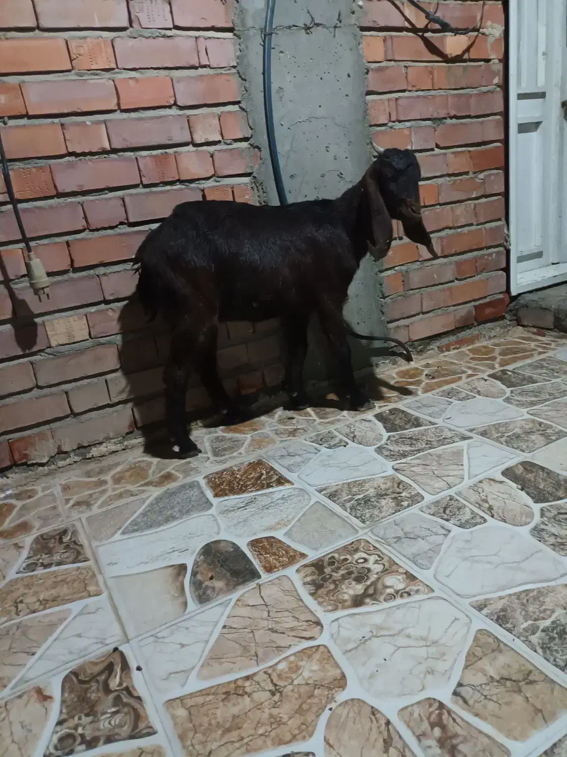 کهره پاکستانی|حیوانات مزرعه|جیرفت, |دیوار