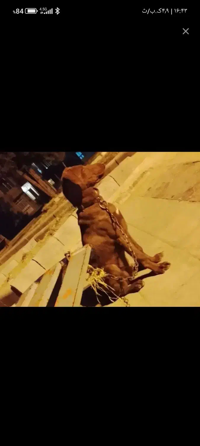 سگ دوبرمن ۵ ماهه|سگ|کرمانشاه, |دیوار