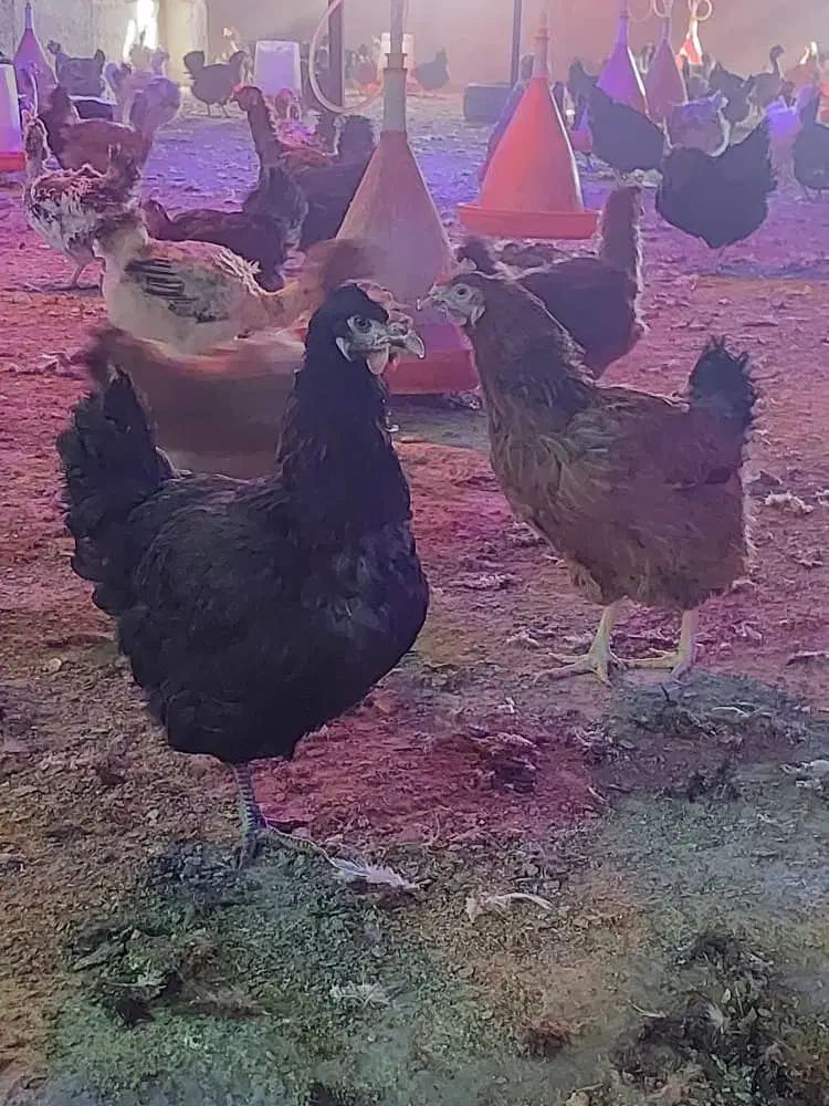 مرغ.محلی.زنده|حیوانات مزرعه|برازجان, |دیوار