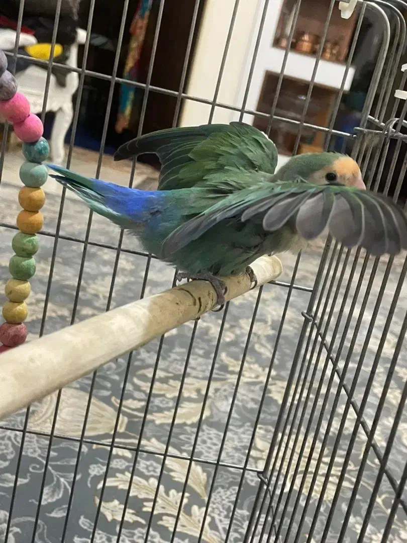 طوطی برزیلی سبز ماده باهوش با لوازم و قفس|پرنده|آفتاب, |دیوار