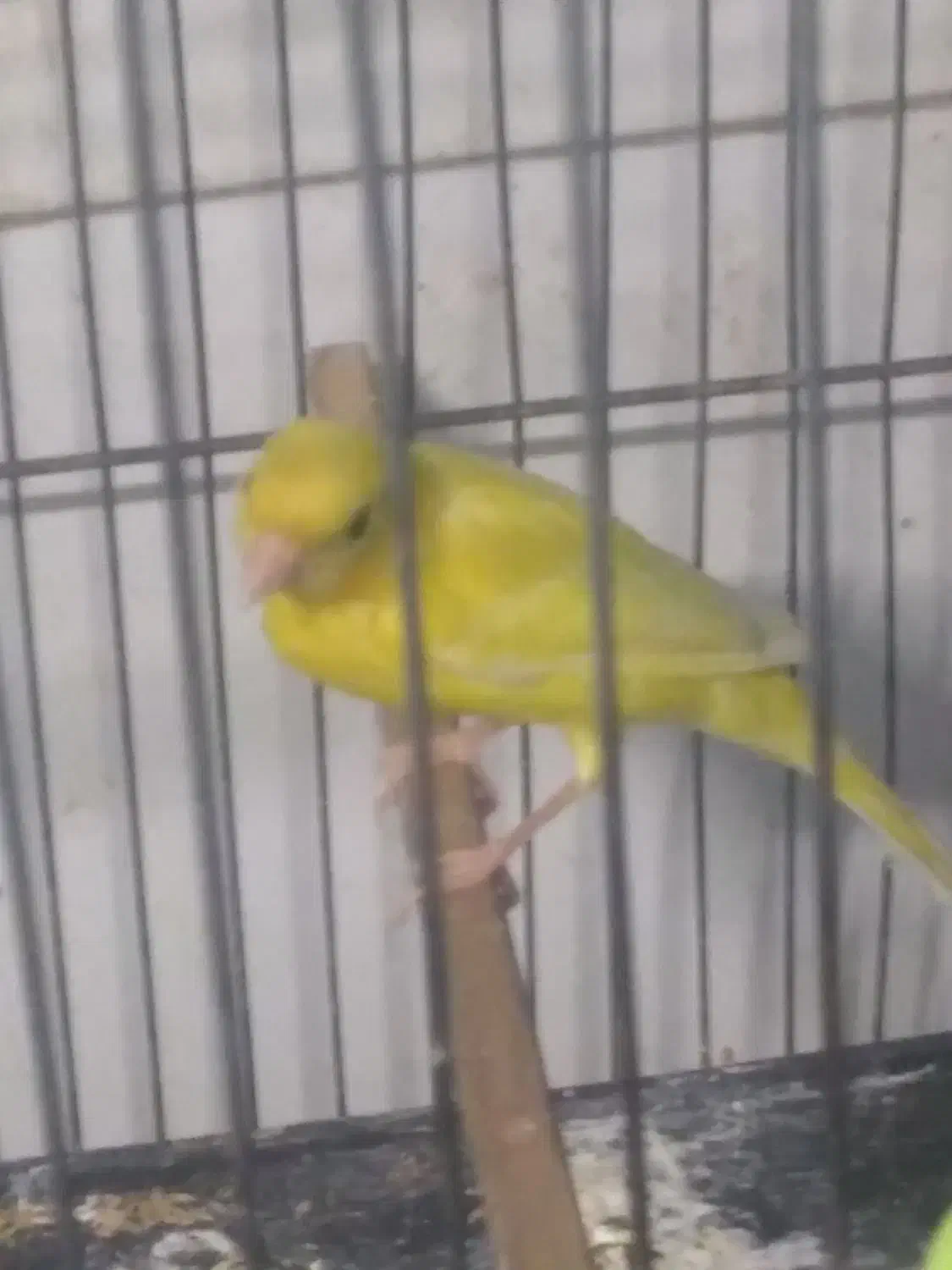 قناری نر کوتاه بلند خون|پرنده|کرج, کوی امامیه|دیوار