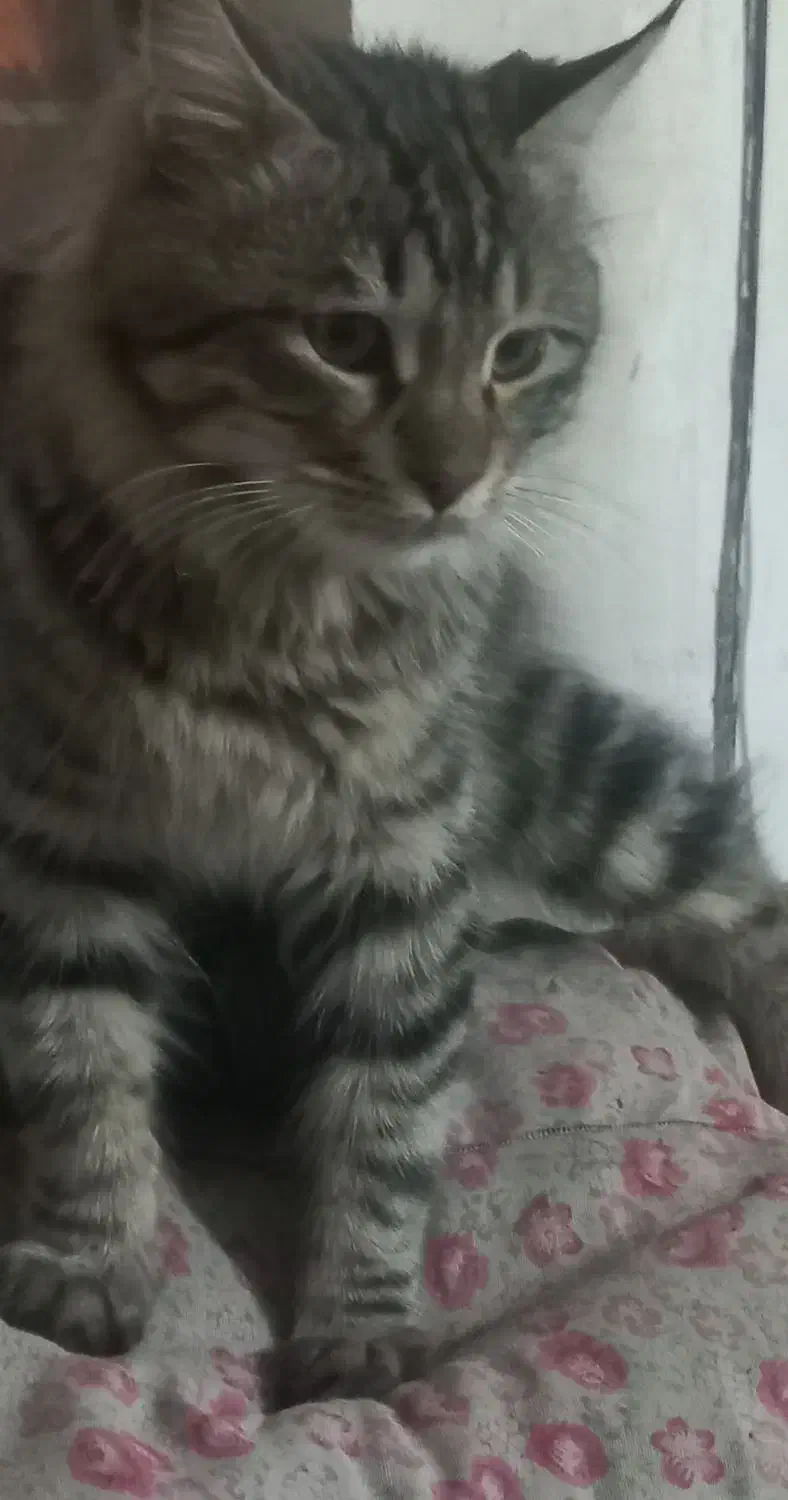 گربه خانگی پرشین|گربه|نمین, |دیوار